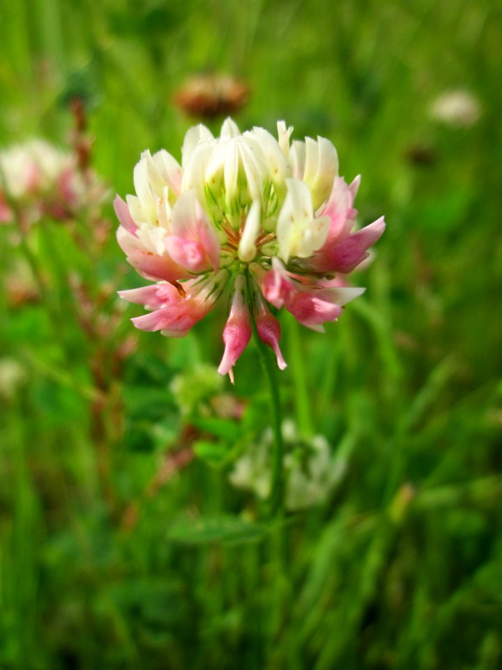 20130702Trifolium_hybridum1