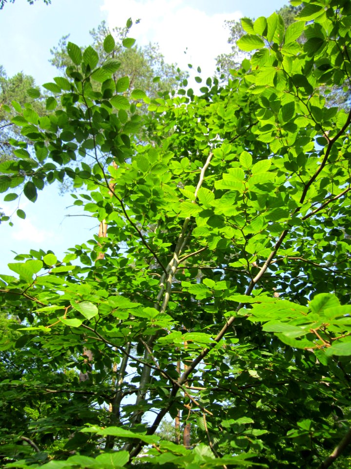 20130710Buche_Schwetzinger_Hardt7