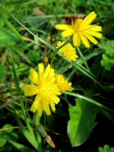20131019Crepis_biennis4