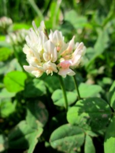 20130702Trifolium_repens2