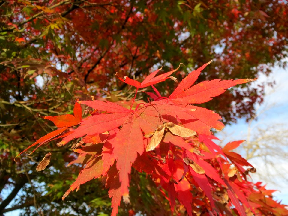 20131022Acer_palmatum2