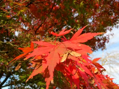 20131022Acer_palmatum2