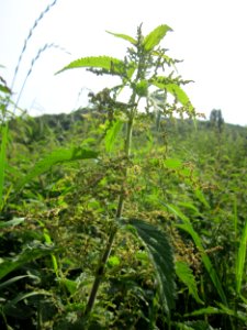 20130702Urtica_dioica1