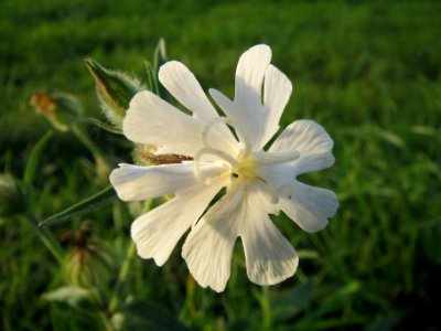 20131022Silene_latifolia1