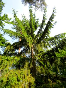 20130710Fichte_Schwetzinger_Hardt1