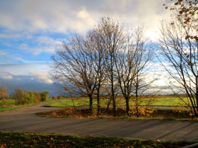 20131107Ahorn_Reilingen1