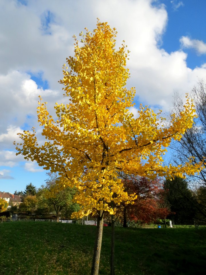 20131109Ginkgo_Hockenheim