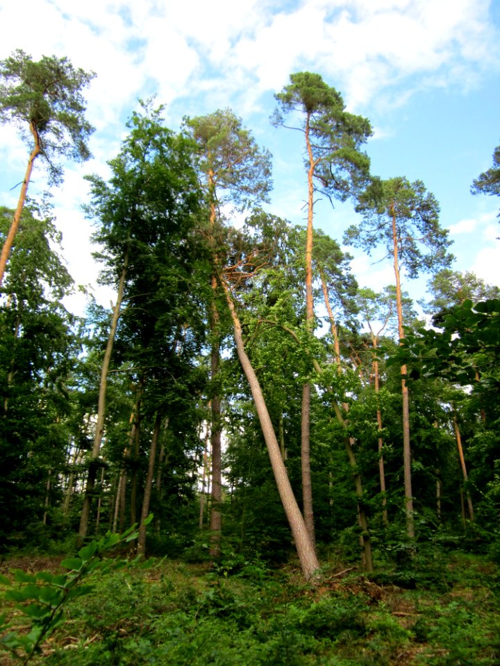 20130622Sturmschaden_Schwetzinger_Hardt15