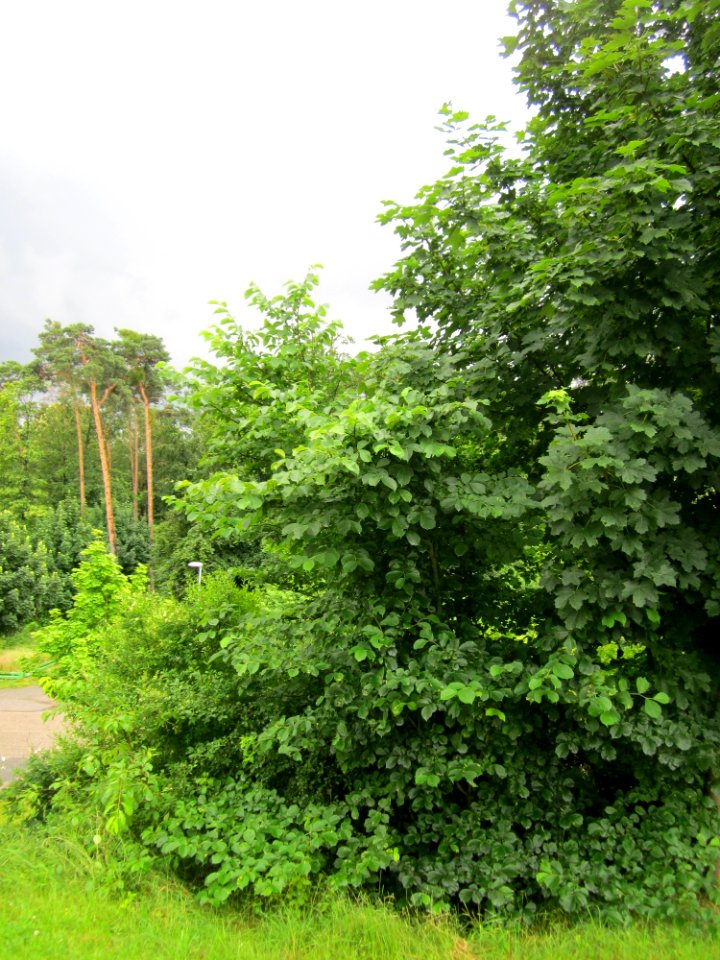 20130624Ulme_Schwetzinger_Hardt1