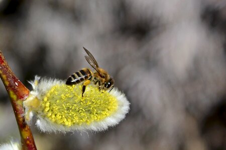 Living nature flowers insect