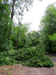 20130622Sturmschaden_Schwetzinger_Hardt06
