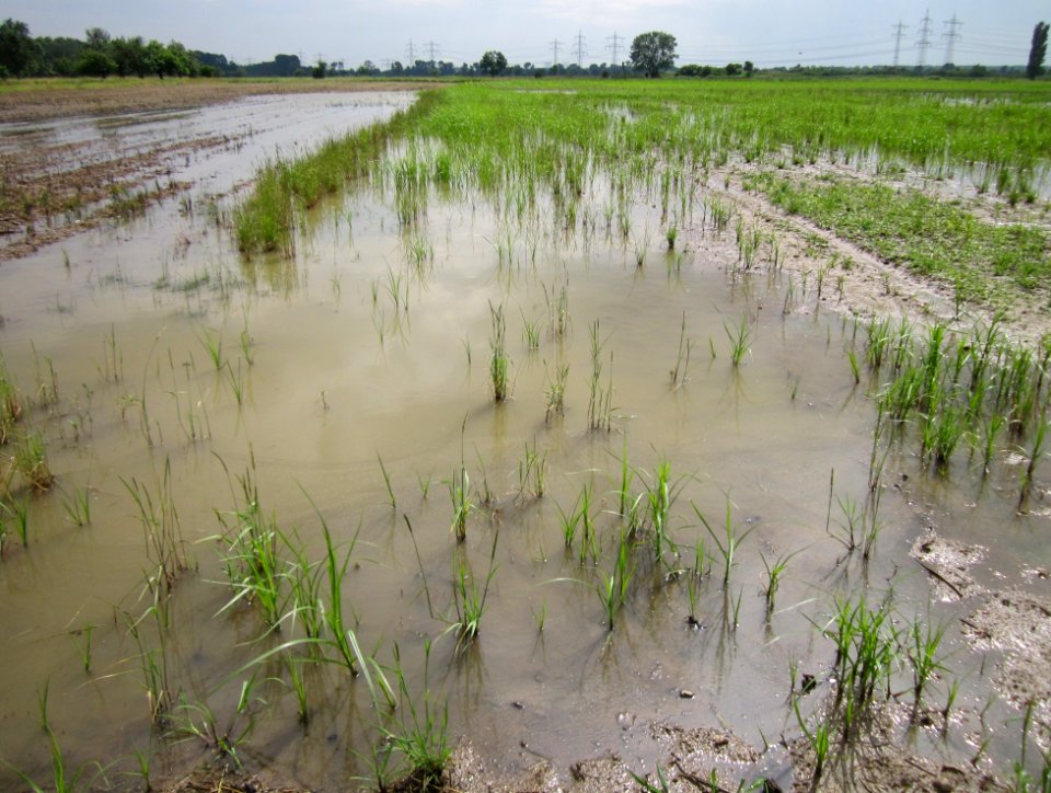 20130625Feld_Hockenheimer_Rheinbogen2