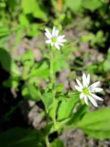 20130623Myosoton_aquaticum