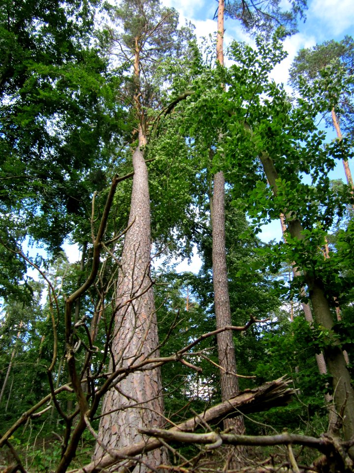 20130622Sturmschaden_Schwetzinger_Hardt16