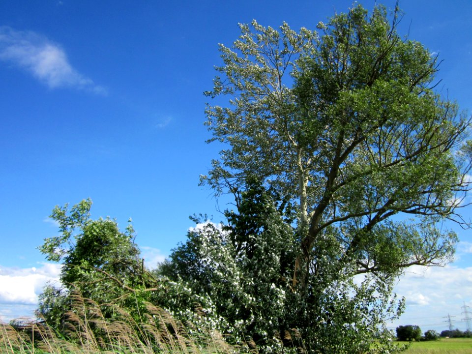 20130621Weide_Pappel_Karl_Ludwig_See3