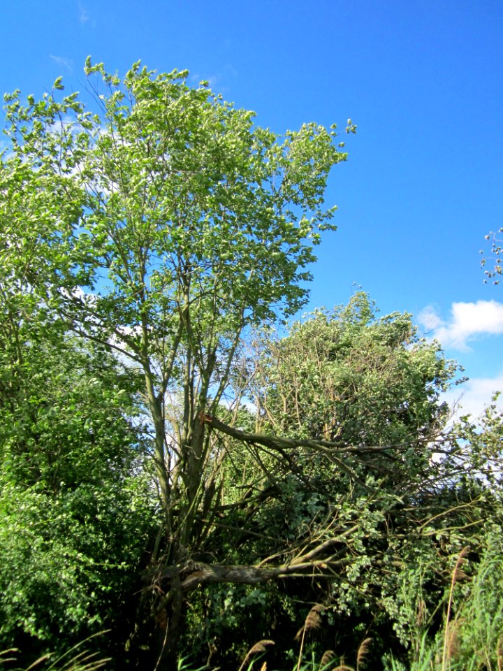 20130621Sturmschaden_Karl_Ludwig_See1