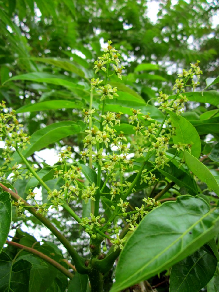 20130705Goetterbaum_Hockenheim3