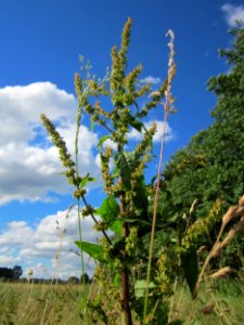 20130621Rumex_obtusifolius2