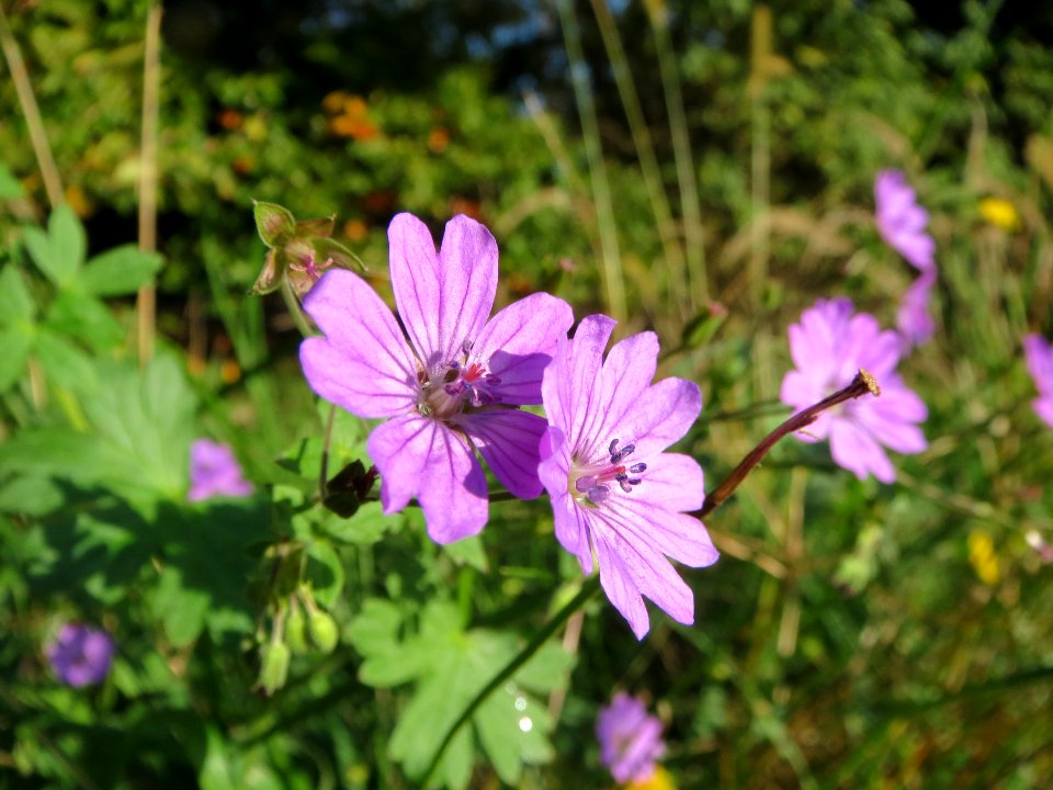 20131019Storchschnabel_Reilingen1