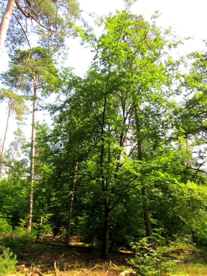 20130710Buche_Schwetzinger_Hardt1