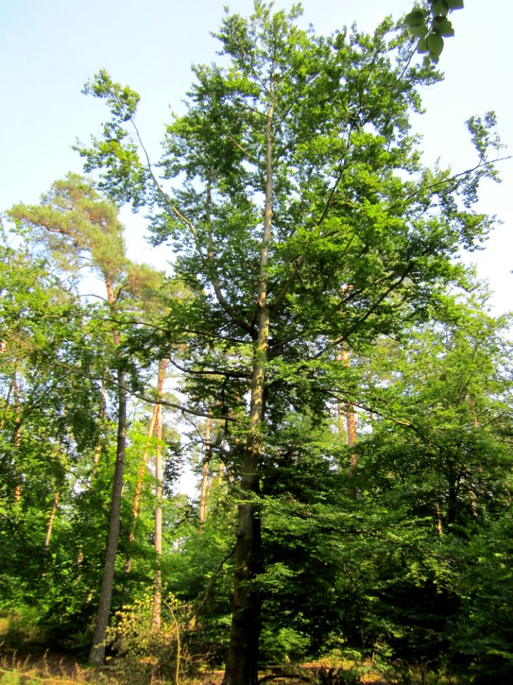 20130710Buche_Schwetzinger_Hardt2