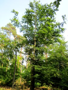 20130710Buche_Schwetzinger_Hardt2