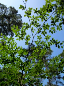 20130710Buche_Schwetzinger_Hardt3