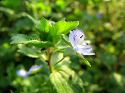 20131022Veronica_persica5