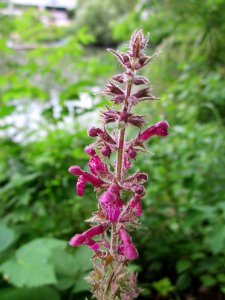 20130628Stachys_sylvatica1