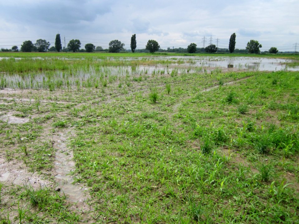 20130625Feld_Hockenheimer_Rheinbogen3