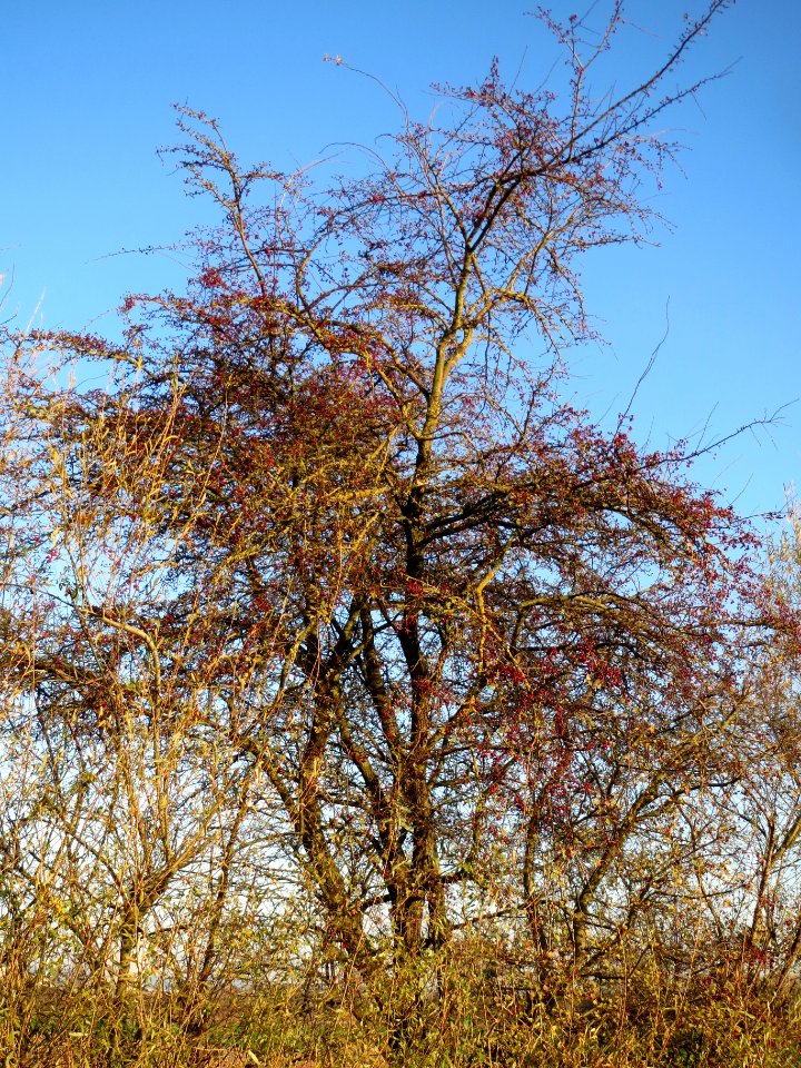 20131126Crataegus_monogyna10