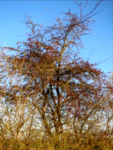 20131126Crataegus_monogyna10