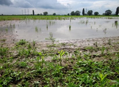20130625Feld_Hockenheimer_Rheinbogen4