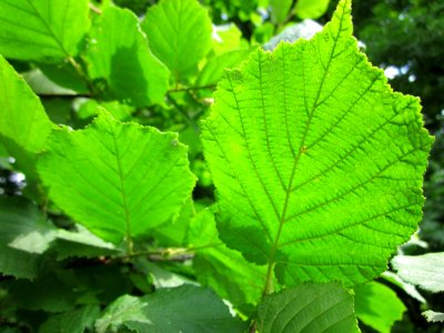 20130628Corylus_avellana3