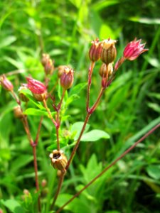 20130702Lychnis_flos-cuculi5