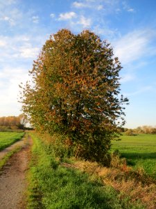 20131022Kirsche_Karl_Ludwig_See2