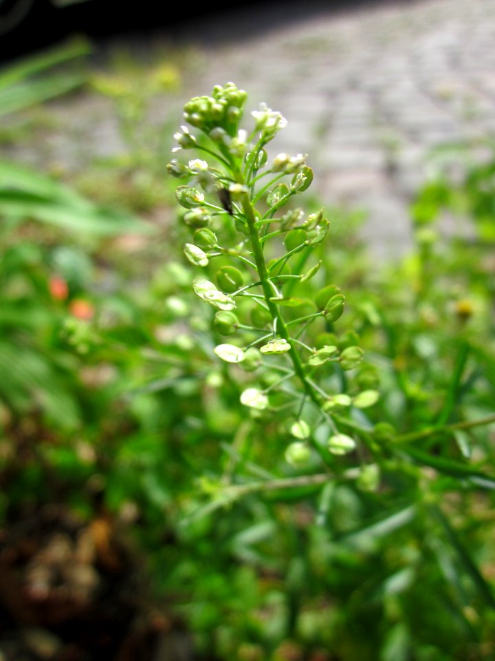 20130702Lepidium_virginicum2