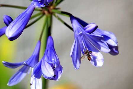 Blue insect bee