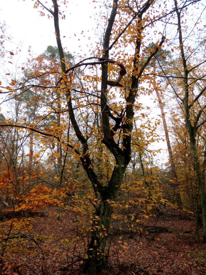 20131113Schwetzinger_Hardt6