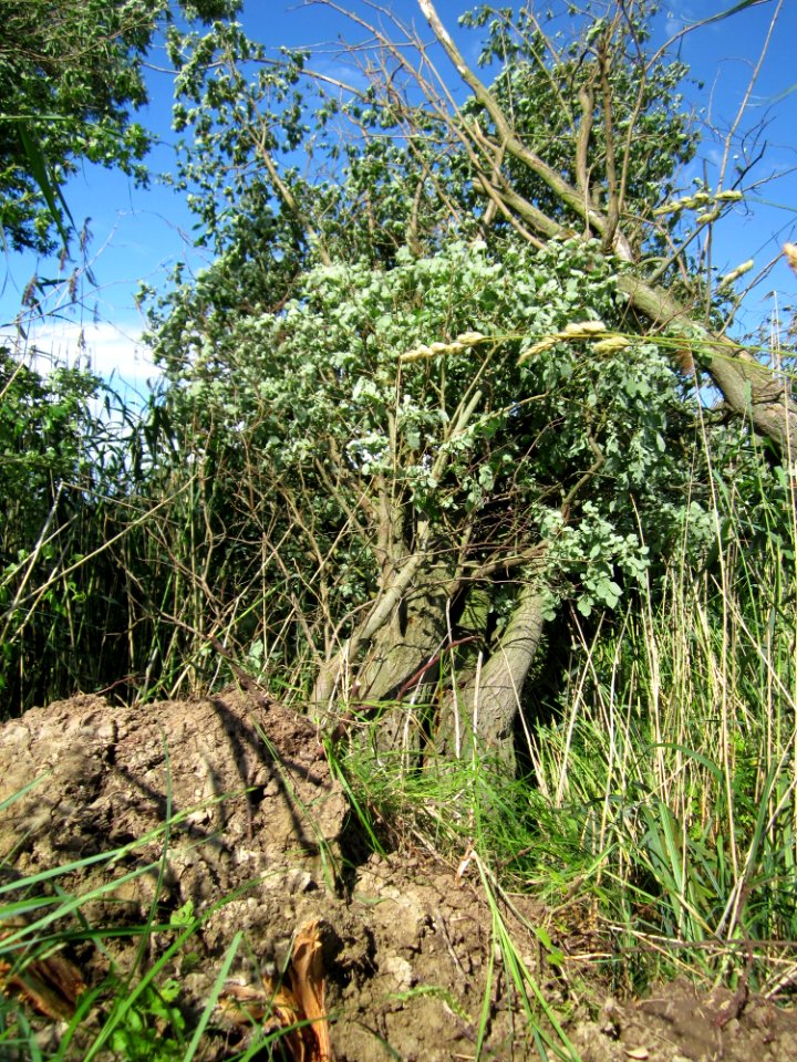 20130621Sturmschaden_Karl_Ludwig_See3