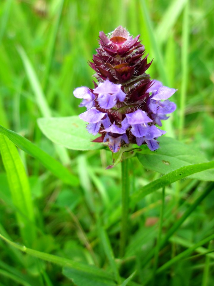 20130702Prunella_vulgaris2