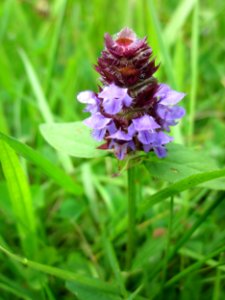 20130702Prunella_vulgaris2