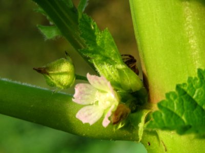 20131022Malva_verticillata7