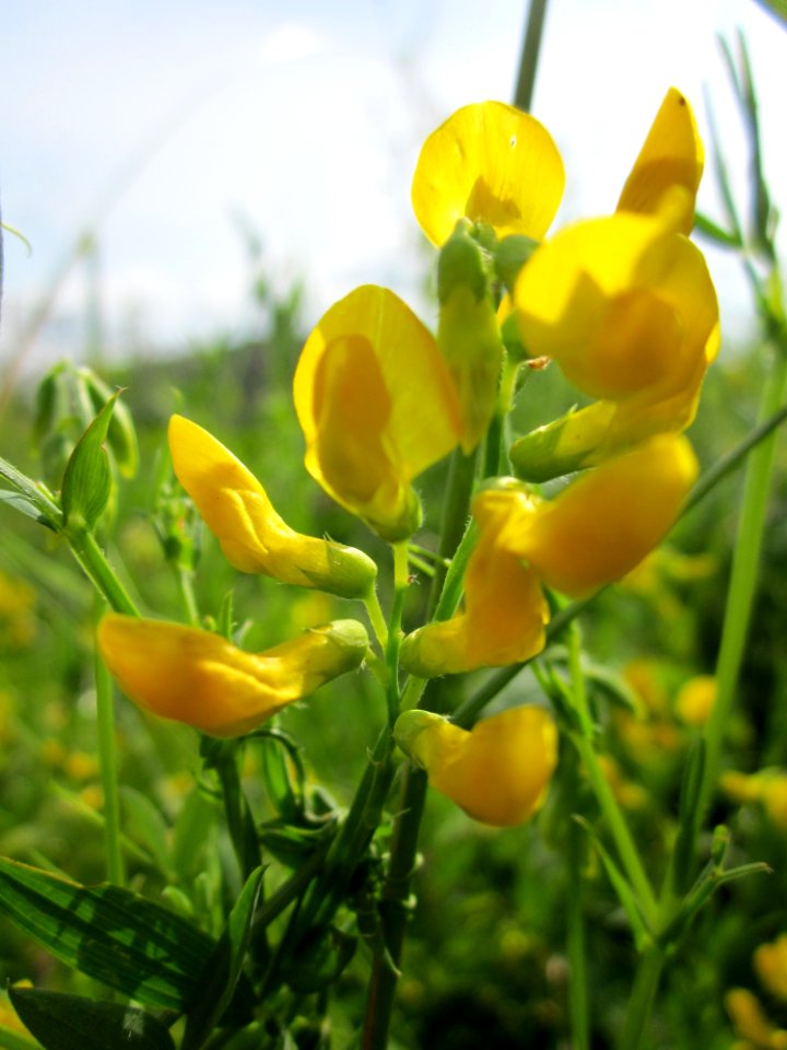 20130702Lathyrus_pratensis1
