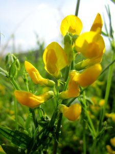 20130702Lathyrus_pratensis1