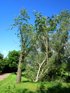 20130621Sturmschaden_Gartenschaupark_Hockenheim1