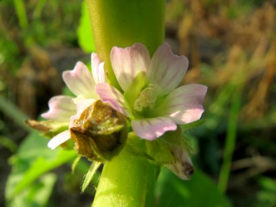 20131022Malva_verticillata9