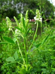 20130628Melilotus_albus1