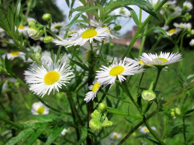 20130628Erigeron_annuus1