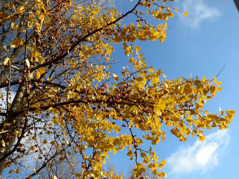 20131111Ginkgo_Hockenheim5